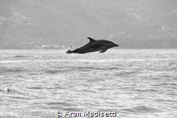 Pan Tropical Spotted Dolphin takes to the air by Arun Madisetti 